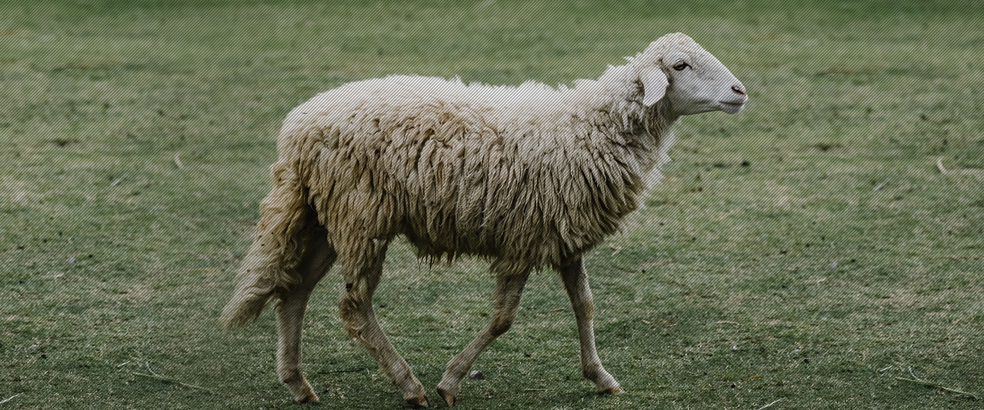 FRESH LAMB CARCASS